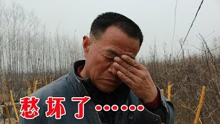 農村大爺花20萬種樹苗，樹苗長大了卻賣不出去，愁坏了【鄉村小喬】