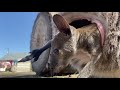 Kangaroo baby leaves the pouch for the first time 🦘