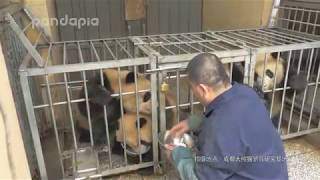 Keeper feeds the pandas milk