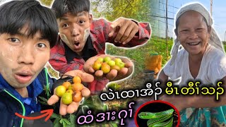 I will go and pick plums ( ယါမံ ) 😂