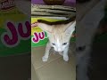 😂என் செல்லத்தை யாரும் தொடக்கூடாது😂 vibisha cat viral funny comedy