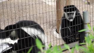 仲のいいアビシニアコロブス【上野動物園】Colobus guereza