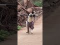 A Labrador dog that takes everything into the house