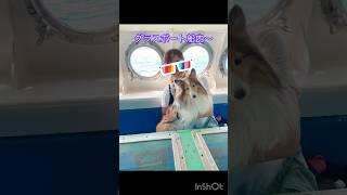 レオンくんと南紀白浜旅行〜Part1 #shetlandsheepdog #シェットランドシープドッグ #シェルティ #わんこと旅行 #南紀白浜 #dog #犬御殿