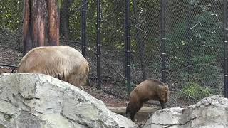 ゴールデンターキンのファルコくん / よこはま動物園 ズーラシア