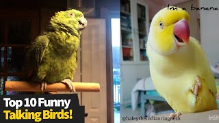 Top 10 Funniest Talking Birds, These Are Hilarious!