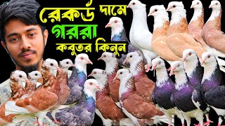 রেকর্ড দামে গররা,চিলা,পাঙ্খি,আর্মি,সিলবার কবুতর কিনুন | বাকবাকুম পায়রা | Pigeon |