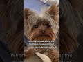 my dog wants more treats cutedog doglover yorkie dogshorts funnydogs