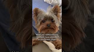 My Dog Wants More Treats #cutedog #doglover #yorkie #dogshorts #funnydogs