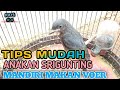 ANTI GAGAL CARA MENGAJARI MAKAN VOER ANAKAN BURUNG SRIGUNTING