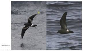 Bird ID made easy - Petrels