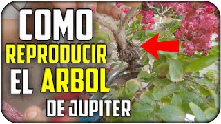 Cómo Reproducir arbol de Jupiter/ lagerstroemia / crespon en el jardin