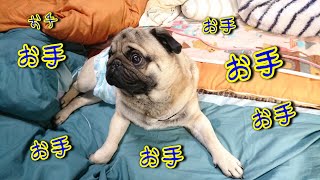 「お手」と連続で言うと、さすがに７回目には、犬はこうなります。『おまめ日記』Pug Comedy Videos From Japan