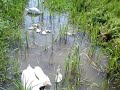 20140510手賀沼滝下広場つり堀周辺のハクチョウ白鳥スワンswans