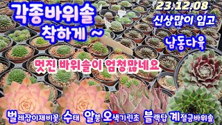 남동다육(3)각종바위솔 종류가 어마어마하네요/봄날씨같은 날씨라 바위솔 키우기 딱입니다/