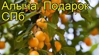 Алыча Подарок СПб. Краткий обзор, описание характеристик prunus cerasifera Podarok SPB