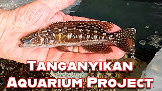 Breeding Tanganyikan Predators: Rick's Return to the Aquarium Scene!