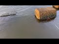 人気急上昇 霞ヶ浦 梅雨 テナガエビ釣り 前編。