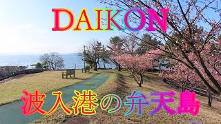 大根島 3月10日 日曜 晴れ 河津桜の散策 DAIKON 波入港の弁天島 日本 島根県松江市八束町波入 大塚山公園 @WalkingYoshi