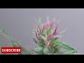 small weed cannabis grow at home