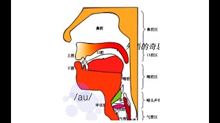 16|英语音标舌位结构图|英语音标拼读|英语音标怎么读|英语入门|