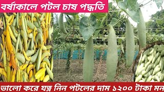 বর্ষাকালে পটল চাষ পদ্ধতি। borsha kale potol chas poddhoti