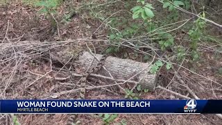 Myrtle Beach rattlesnake captured 'Snake Chaser'