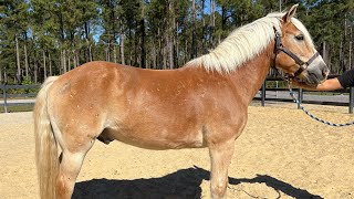 Haflinger gelding driving