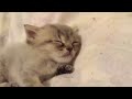 ずっと見てても飽きない猫の寝顔 sleeping kitten