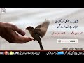 poetry main kaafir by saeed aslam whatsapp status