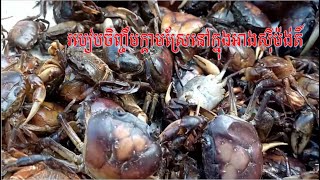 How to raise Crab in the cement tank របៀបចិញ្ចឹមក្ដាមស្រែនៅក្នុងអាងស៊ីម៉ង់តិ៍