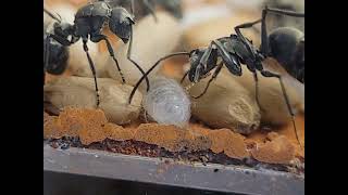 Polyrhachis illaudata larva starting to spin her cocoon