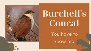 Burchell's Coucal facts 🦜 species of cuckoo found in sub-Saharan Africa