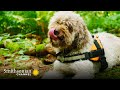 This Truffle Dog is Facing a Really Challenging Truffle Hunt | Smithsonian Channel