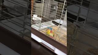 おもちゃが飛んでいってしまった時のウロコインコ の反応