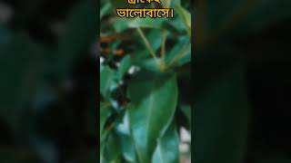 স্বামী স্ত্রী।একে অপরের।পরিপূরক, একজনকে।ছাড়া অসম্পূর্ণ।মনের #reelsvideoシ