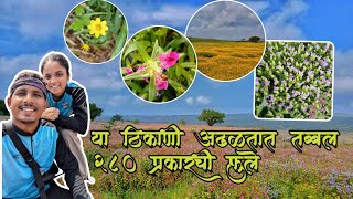 एवढी सर्व फुले एकाच ठिकाणी🌸😍!!! | साताऱ्यातील कास पठार |  Phoenix Adventures🚩 #ravindrashigwan #kaas