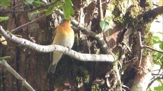 2016 10 23 ムギマキ雄若鳥　戸隠