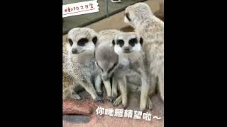 【小狐獴今日都鬆一鬆】