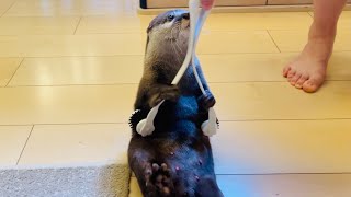 マッサージ器を使って見ている人たちの方をリラックスさせられるカワウソ  The number one otter in the otter world if you use a massager