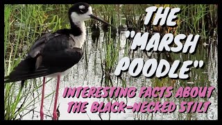 The Marsh Poodle... AKA The Black-Necked Stilt | Fun and Interesting Facts | Legs, Predators, Etc.