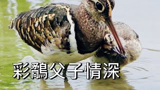 彩鷸父子情深( 二級保育類動物)#Rostratula benghalensis  (出生第23天的小彩鷸成長日誌)