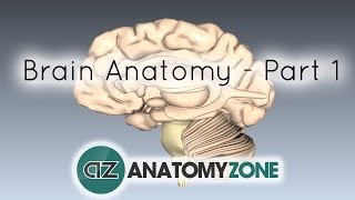 Basic Parts of the Brain - Part 1 - 3D Anatomy Tutorial