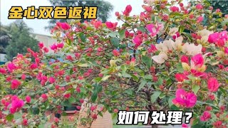 三角梅即将开爆花，终于发现金心双色返祖的秘密，如何改善？