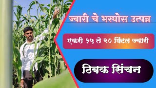 ज्वारी एकरी 15 ते 20 क्विंटल | कमी क्षेत्र कमी पाणी |भरघोस उत्पन्न #ज्वारी #उत्पन्न  #ठिबकसिंचन