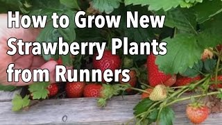 Growing Strawberries: How to Grow New Strawberry Plants from Runners