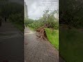 WATCH: Trees uprooted by typhoon Saola in Hong Kong, China