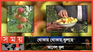 কিভাবে ঘুরল শাহজাহানের ভাগ্য? | Plam Farming | Kashmiri Plam | Somoy TV