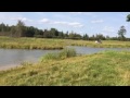 BWCA Labradors