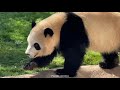 【彩浜】もうお外ヤダー‼️ドア開けてくだしゃい～🐼 アドベンチャーワールド giantpanda